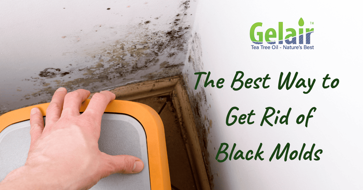 The Best Way to Get Rid of Black Mold: The Easy Way With Gelair Tea Tree Oil